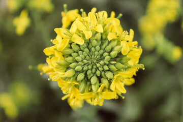 yellow flower in the garden