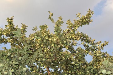 Rich harvest of green apples on a tree branch against a blue sky.