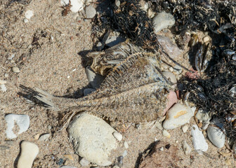 dead fish skeleton fragments on a pebble background, Baltic Sea coast, Estonia