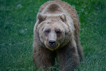 Fototapeta premium Jagody