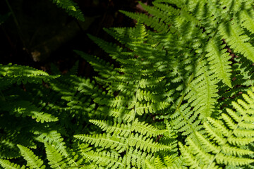 Overhead View of Ferns and Their Shadows