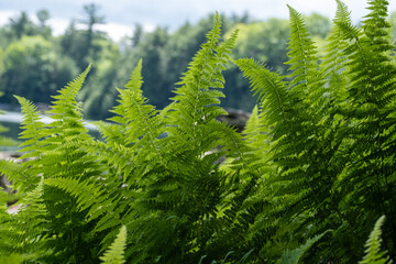 Green Ferns Up Close Ahead of Trees
