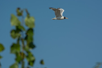 Seagull in the sky.
