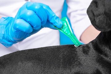 Veterinarian in medical coat and sterile protective silicone gloves applies medicine from plastic...