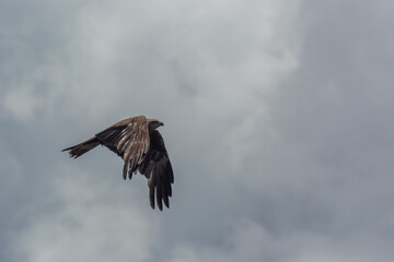 Steppe eagle.