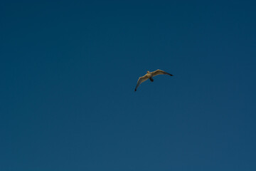 Seagull in the sky.
