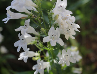 white smooth penstemon digitalis flowers © MHSelfCreate