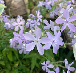wild blue phlox flowers in shade garden