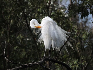 Garza en plumaje nupcial