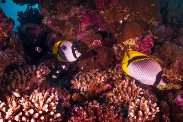 Naklejka na ściany i meble Flag Butterflyfish on a Dive in a Red Sea Coral Reef
