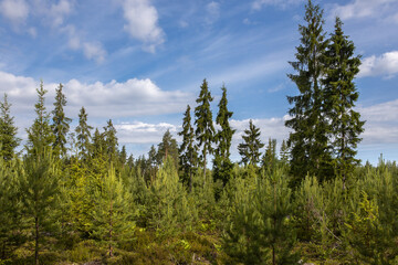Tall freestanding fir trees against the blue sky. Young pine trees grow in the foreground.