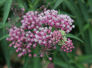 swamp milkweed flower heads