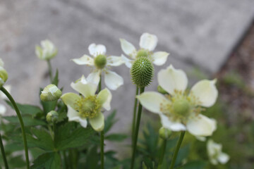 tall thimbleweed flowers and seed head pods