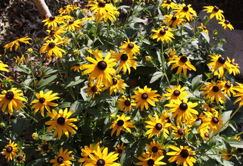 yellow gold black eyed susan flowers