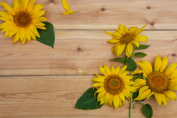 sunflower on wooden background