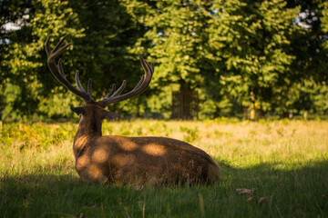 Amazing deer stag with majesty antlers laying, back, nature