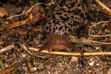 Adult Leopard Slug (Limax maximus)