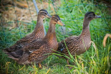 Canard