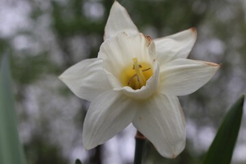 Fototapeta premium white narcissus flower