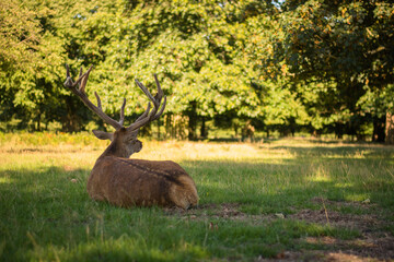 Amazing deer stag with majesty antlers laying, back, nature