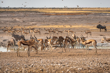 Springboks at waterhole