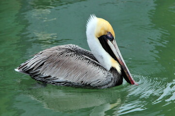 Pelican at rest