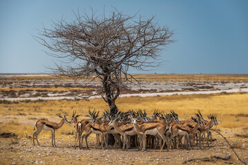 Springboks at waterhole