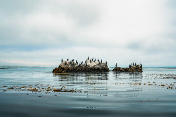 Cormorants on a cliff top. Photo has taken from kayak. Pacific Ocean, Pismo Beach, California.