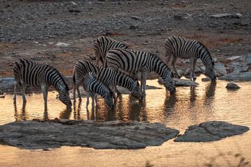 Fototapeta na wymiar Zebras at waterhole