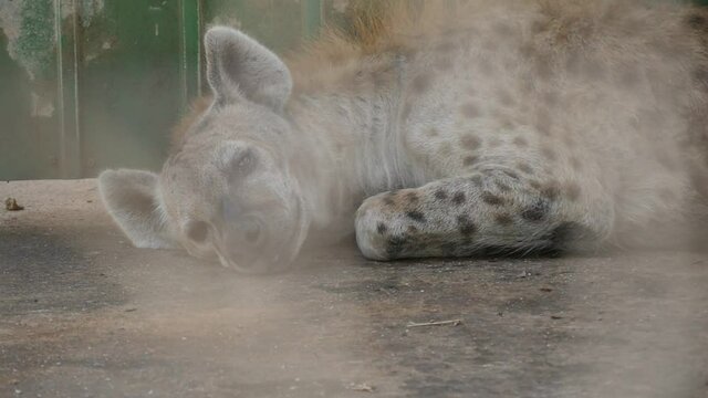 Close Up Of Adult Spotted Hyena At The Zoo Laying Down For A Rest