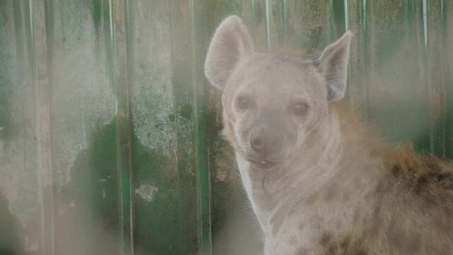 Adult Spotted Hyena Turning Head And Looking Into Camera In Slow Motion