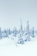 Winter minimalistic landscape with snow covered fir trees
