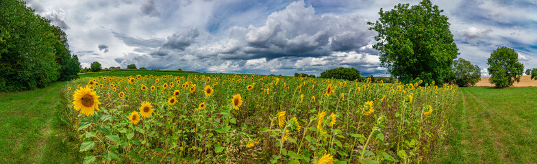 Panorama with some sunflowers on a sunny summer day with blue sky and some white clouds