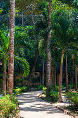 Walking path among palm trees