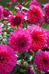 Decorative deep pink Dahlia blossoms