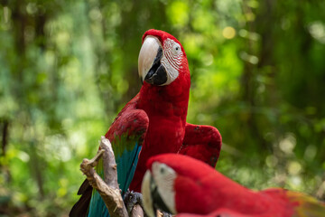 The green-winged macaw on tree branch
