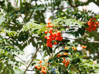 Sorbus aucuparia oder Vogelbeerebaum mit Zweigen, die mit gefiederten Blättern und kleinen...