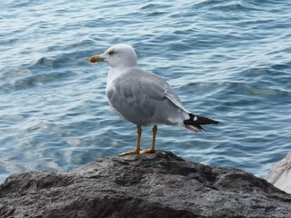 Gabbiani al mare