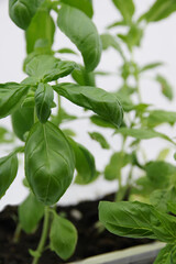 Green fresh basil leaf plant top view. Basil plant isolated on white background. Green leafs of basil plant. Closeup