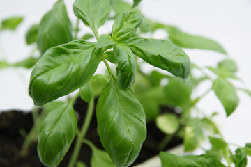Green fresh basil leaf plant top view. Basil plant isolated on white background. Green leafs of basil plant. Closeup