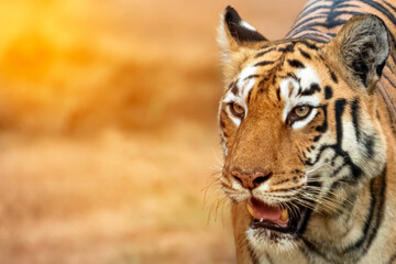 Portrait of Tiger from the Wild in Evening. Tiger Image was captured from the forest of Central India.