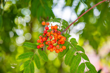 Branch with bright summer rowan berries in the park on a sunny day