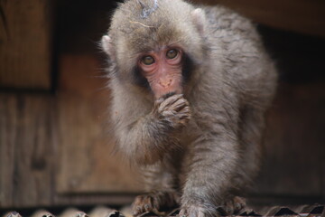 macaque - monkey park, Kyoto, Japan