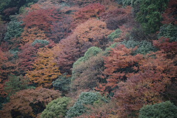 autumn in kyoto, japan