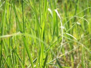 Green grass in a field 