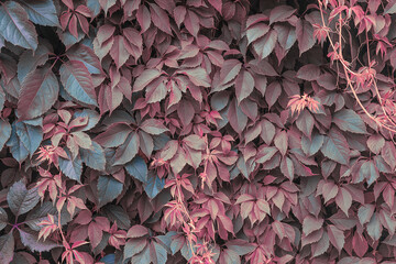 Beautiful natural background of virginia creeper leaves