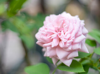 close up view of a pink rose in a garden
