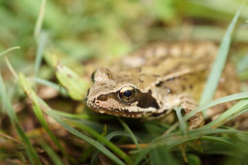 Common frog is grass