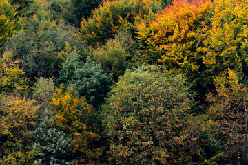 Autumn in the forest