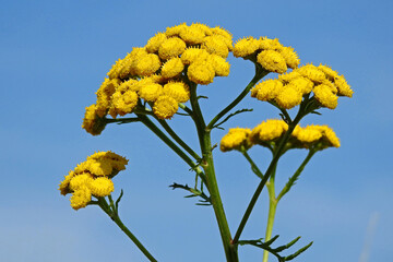 a plant with yellow inflorescences growing in ruderal and roadside areas in the suburbs of Białystok in Podlasie in Poland